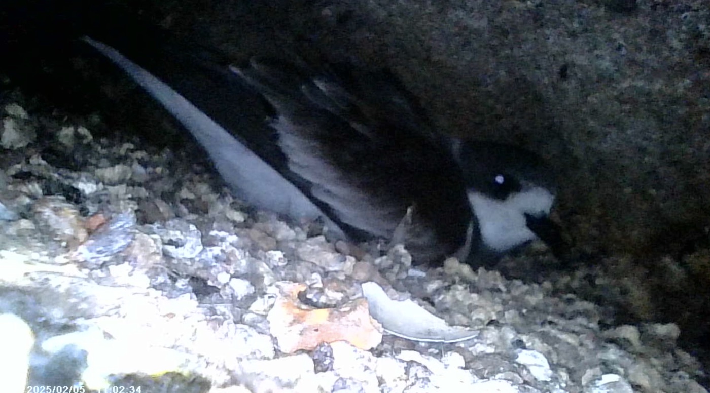 Golondrina de mar de collar - Hydrobates hornbyi